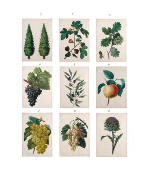 Кърпа Canovaccio Botanico 50x70cm.